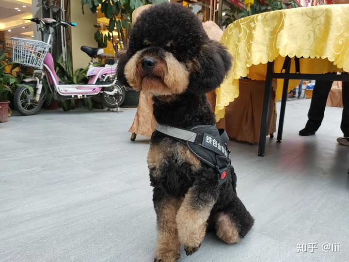 泰迪有没有铁包金颜色的