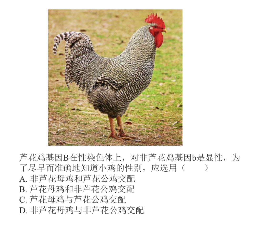 回想起这部分的知识点,总是忍不住要心疼芦花鸡一秒.