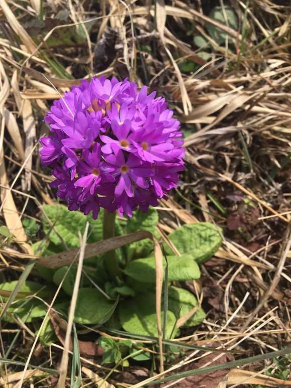 这是一种野生报春花,好看吧! 好养的举两个例子