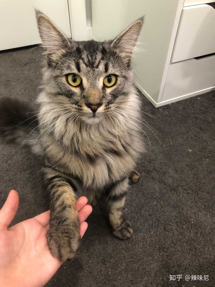 为什么养褴褛猫的人这么少?
