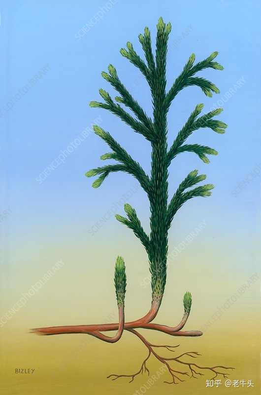 植物是怎么分类的? - 知乎