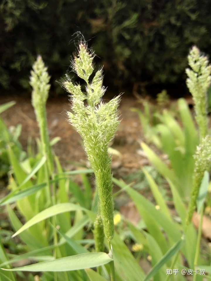 草 一种植物 是什么梗 知乎