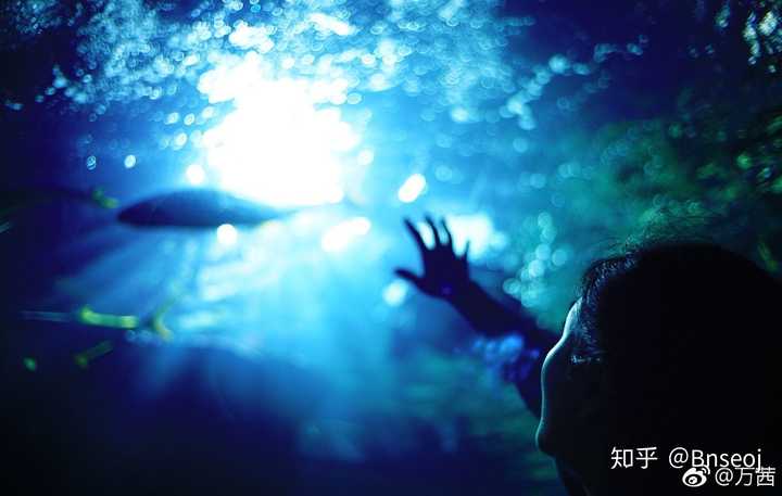 梦回地窑，鱼之诱惑与自我抗拒的深层解析