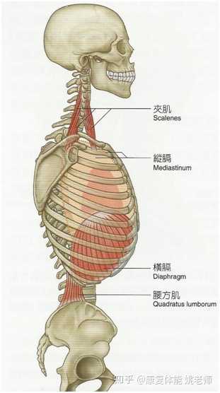 我在网上看到练什么呼吸法有助于肌肉的康复,甚至有助于脊柱侧弯的