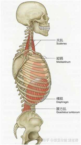 练什么呼吸法有助于腰肌劳损康复?