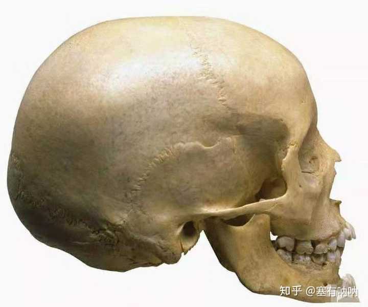 换个角度再让你们看看成年人的骨缝，这你给我推动试试？你们知道头盖骨