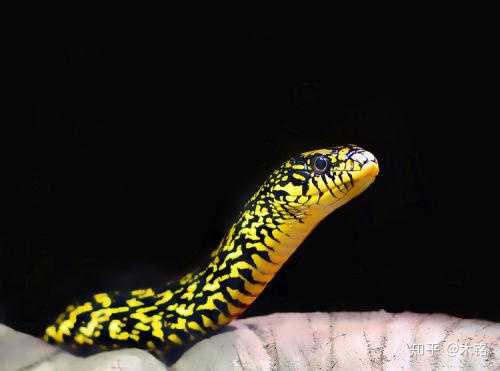 目前人们最常作为宠物饲养的蛇有赤链蛇,黑眉锦蛇,乌梢蛇,王锦蛇等