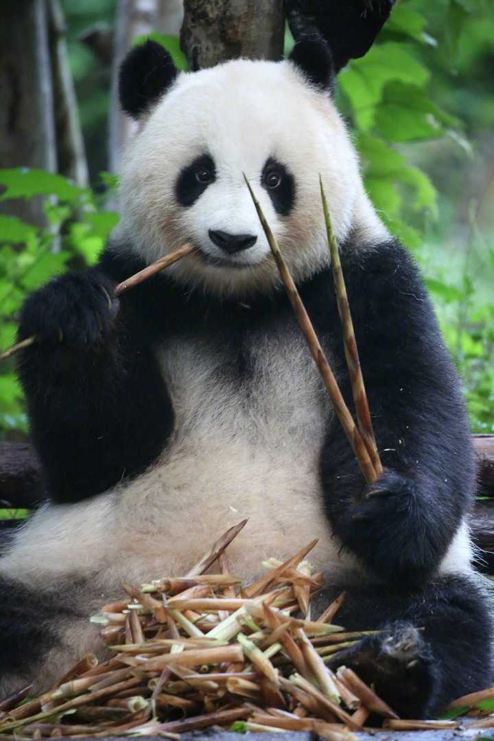 被圈养的国内大熊猫中谁最胖?