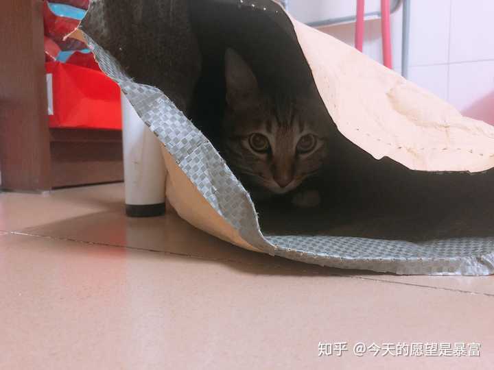 如何劝自己不要养猫呢 知乎