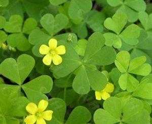 三叶草 四叶草 苜蓿草 酢浆草是什么关系 知乎 三叶草 四叶草 苜蓿草 酢浆草是什么关系 知乎
