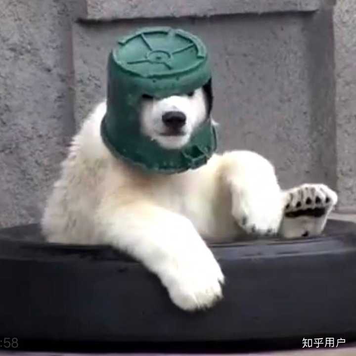 北极熊真熊表情包!大噶们还有没有哇呜呜呜我好想要啊呜呜呜? - 知乎