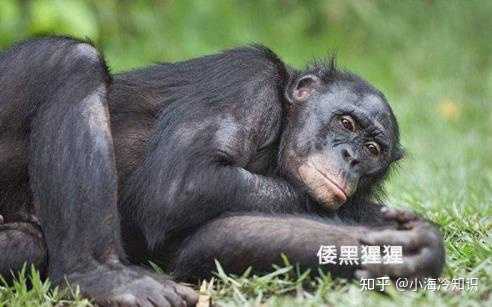 猿类和猴类的区别有哪些? - 知乎