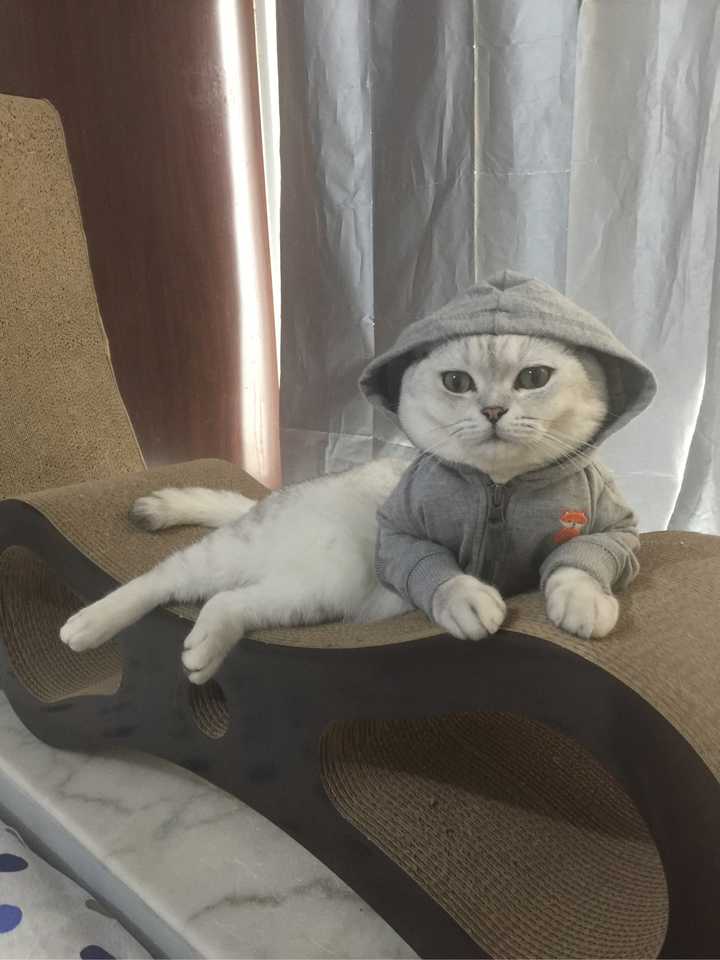 猫能吃的蔬菜有哪些 知乎 猫能吃的蔬菜有哪些 知乎