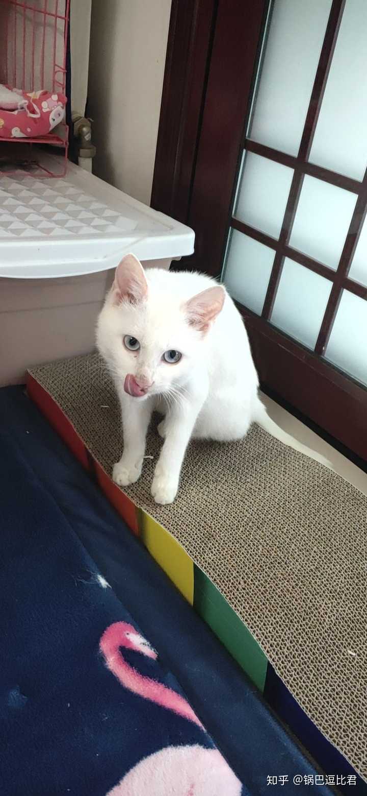 花枝鼠和猫咪哪一个陪伴型更好 知乎 花枝鼠和猫咪哪一个陪伴型更好 知乎