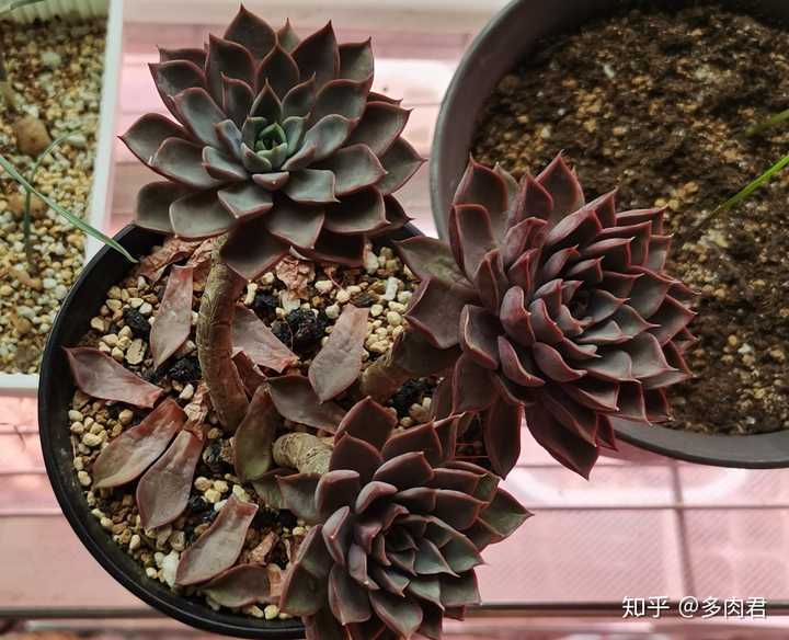现在淘宝上多肉植物的补光灯靠谱吗 知乎 现在淘宝上多肉植物的补光灯靠谱吗 知乎