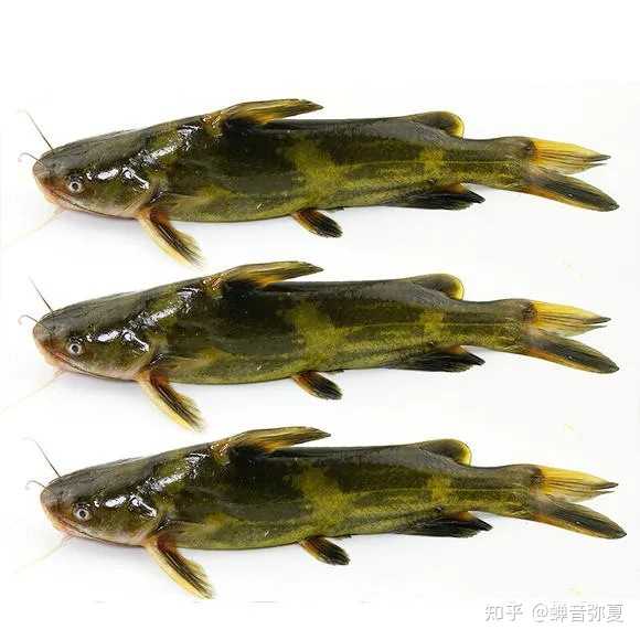 昂刺鱼的功效与价值有哪些? - 知乎