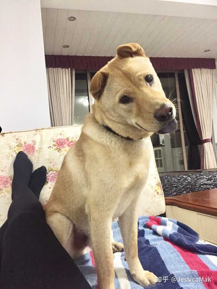 中华田园犬的颜值可以多高?