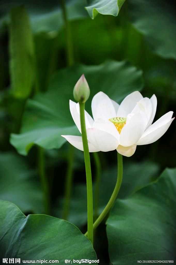 如何看待肖战发梅花图意味复出?