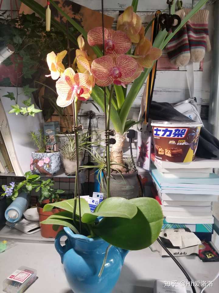 阳台和室内养花 求推荐些貌美的花花草草好嘛 知乎 阳台和室内养花 求推荐些貌美的花花草草好嘛 知乎