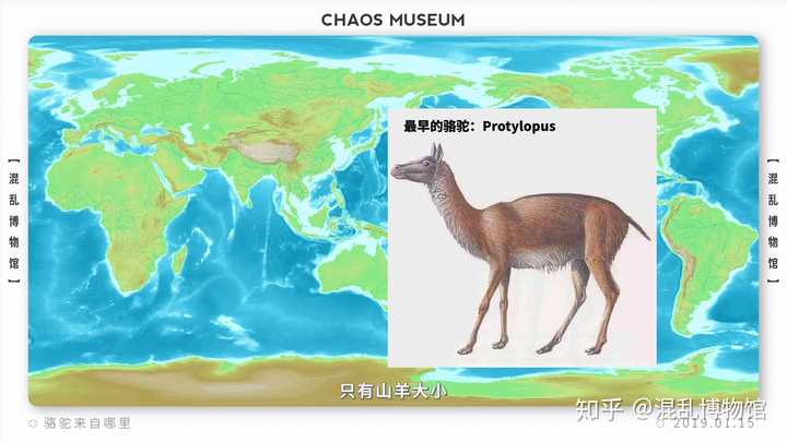 沙漠之舟是什么动物