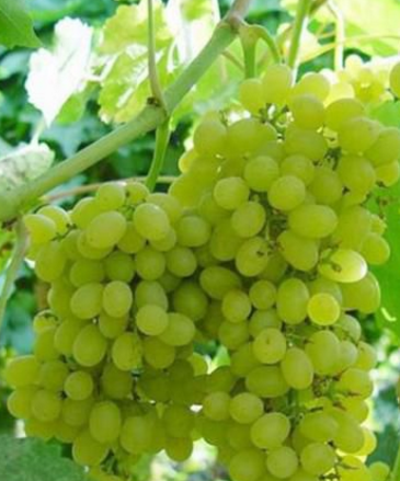 长相思,原产于法国波尔多,是法国最古老的酿酒葡萄品种之一.