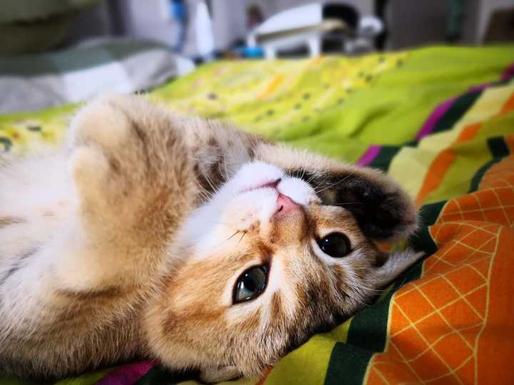 为什么说猫对人眨眼是代表亲吻 知乎