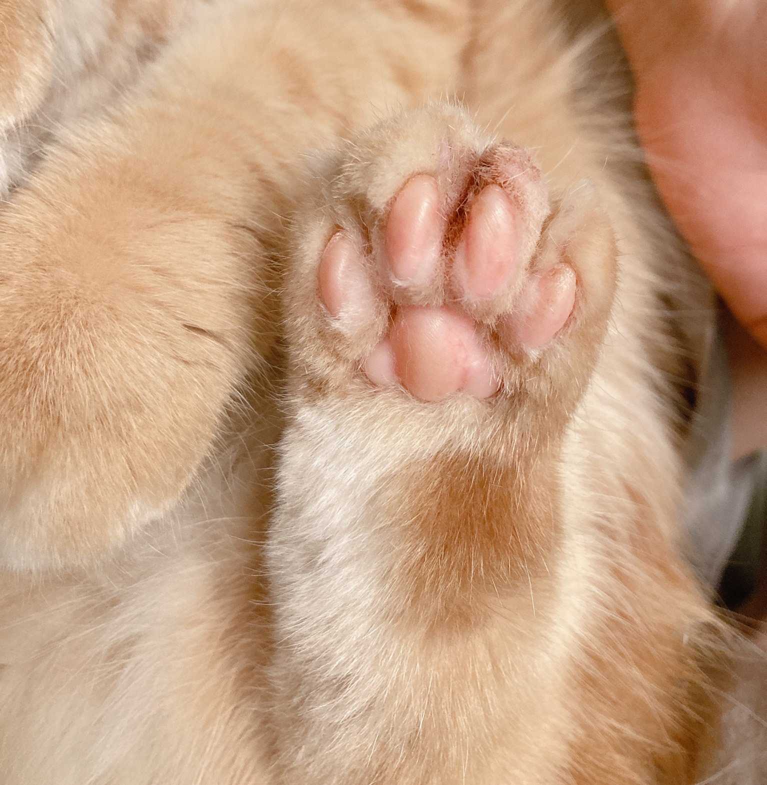 一个粉爪爪送给大家有伤欢迎来找茬