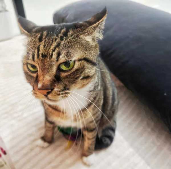 宠物生气会挂脸吗？