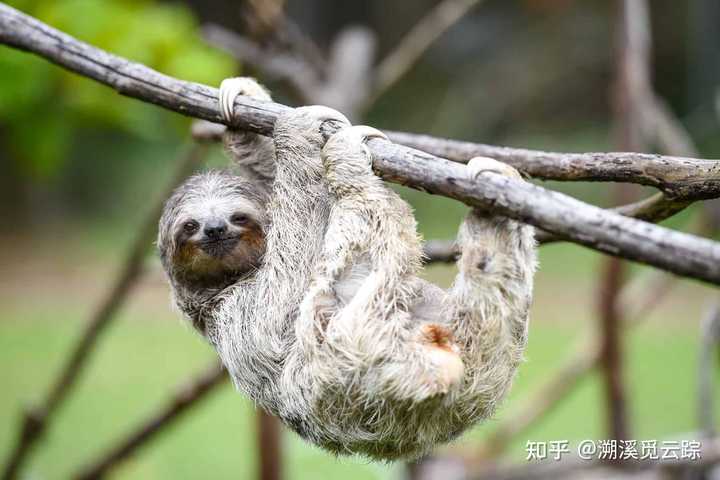 树懒的规范中文名是树懒还是树獭 知乎 树懒的规范中文名是树懒还是树獭 知乎