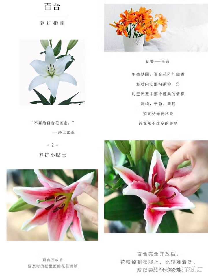 怎样延长鲜花的保鲜期 知乎