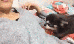 家里小狗是怎样冲着你发嗲的？