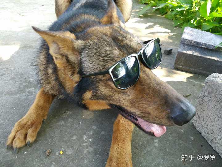 警犬不执勤时是什么样的?