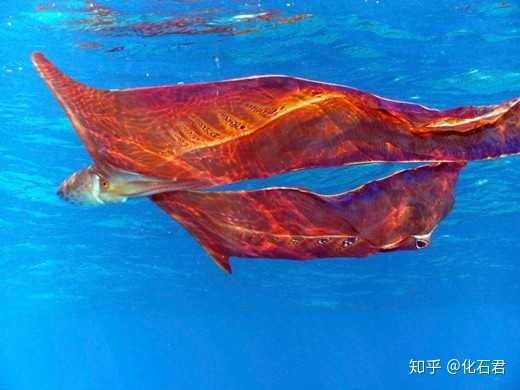 雌性毯子章鱼图片