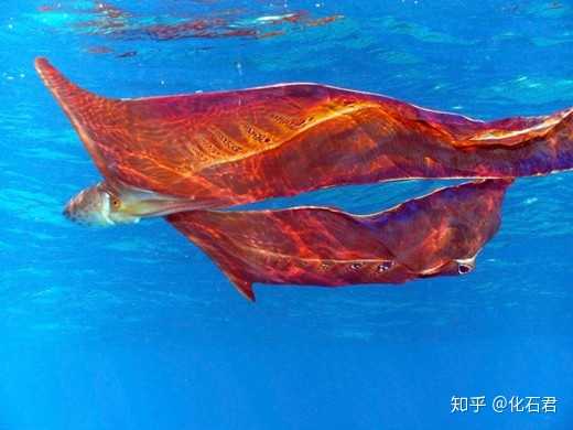 雌性毯子章鱼