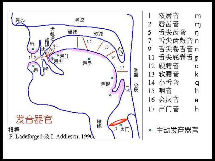英语音标 N 的发音有音变吗 知乎 英语音标 N 的发音有音变吗 知乎