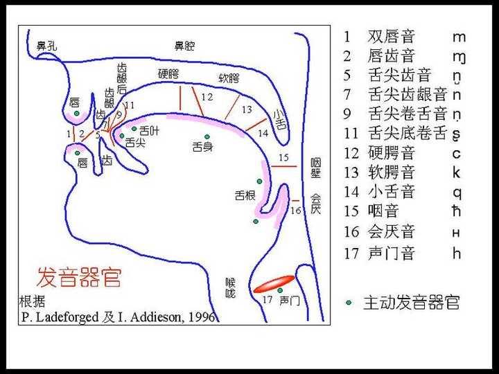 英语音标 N 的发音有音变吗 知乎