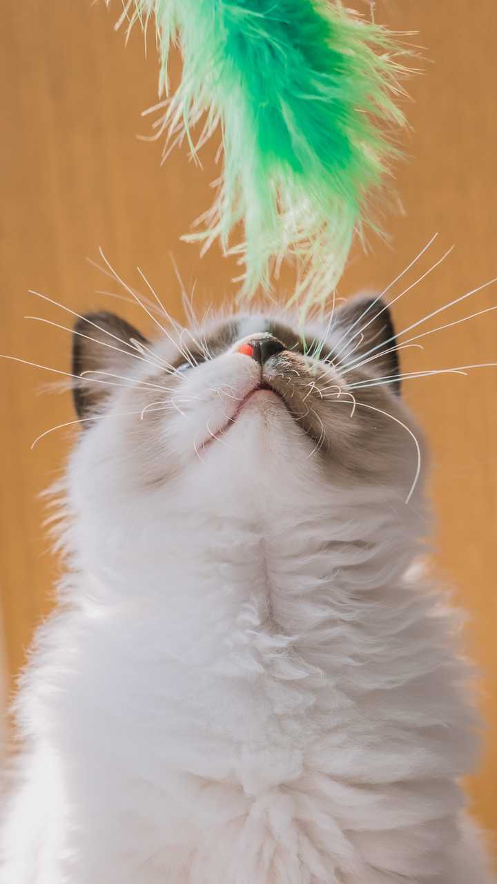 最后关于双色布偶猫面具,会不会随着年龄的增长而变化的问题.