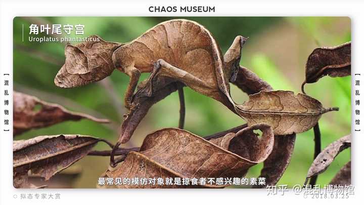 有哪些拟态很厉害的生物 知乎