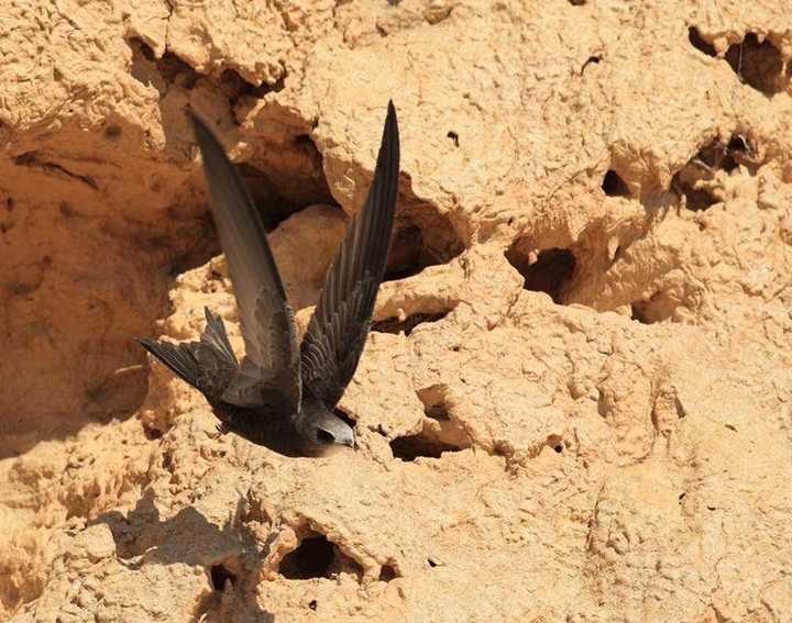 可在天空连续飞行10个月而不落地的楼燕