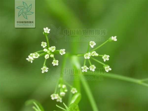 叶子像茴香的植物 小茴香的植物全图 小茴香植物