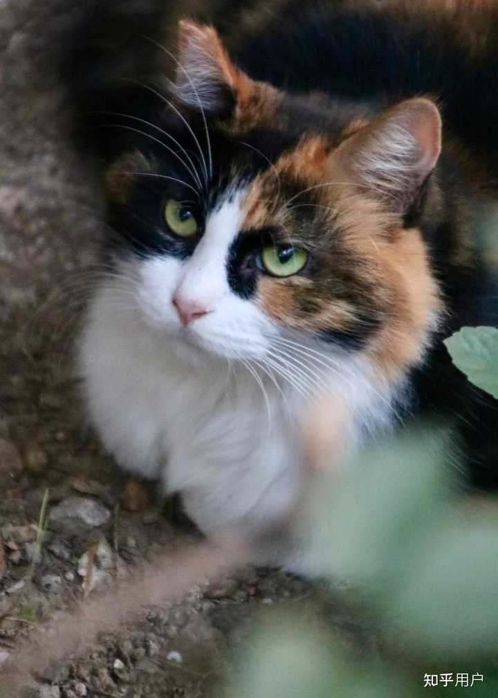 为什么三花猫是猫咪眼中的顶级大美人？有什么依据吗？ - 知乎