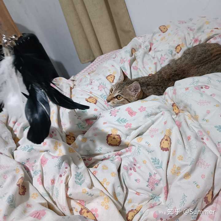 养雀猫(麻猫)是一种怎样的体验? - 知乎