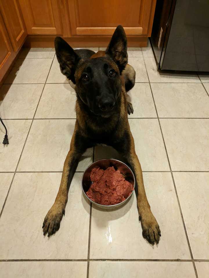 养一只马犬是一种怎样的体验?