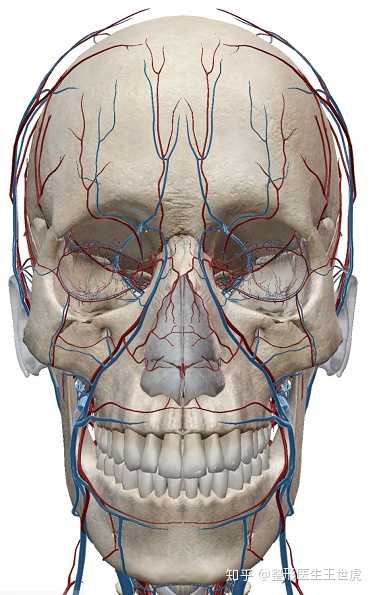 这还仅仅是面部主要大血管的分布图,再来看看面部所有血管分部的建模.