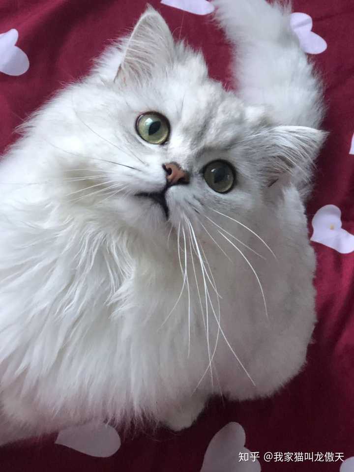 龙傲天什么意思 出自哪里呢 知乎