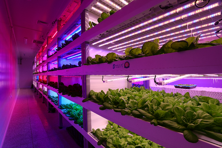 室内植物通过灯光可以进行光合作用吗 知乎 室内植物通过灯光可以进行光合作用吗 知乎