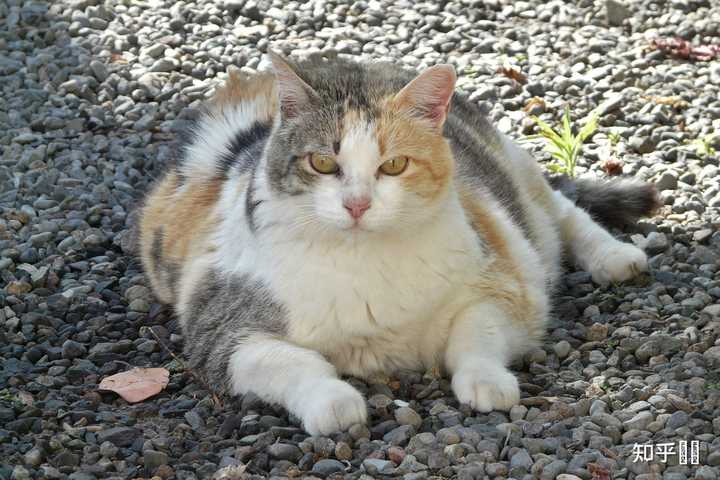 求问我家猫是三花猫还是狸花猫? - 知乎