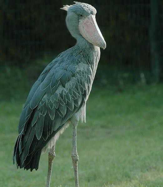 当你有一双好看的腿之后,会不会觉得差一张好看的脸?