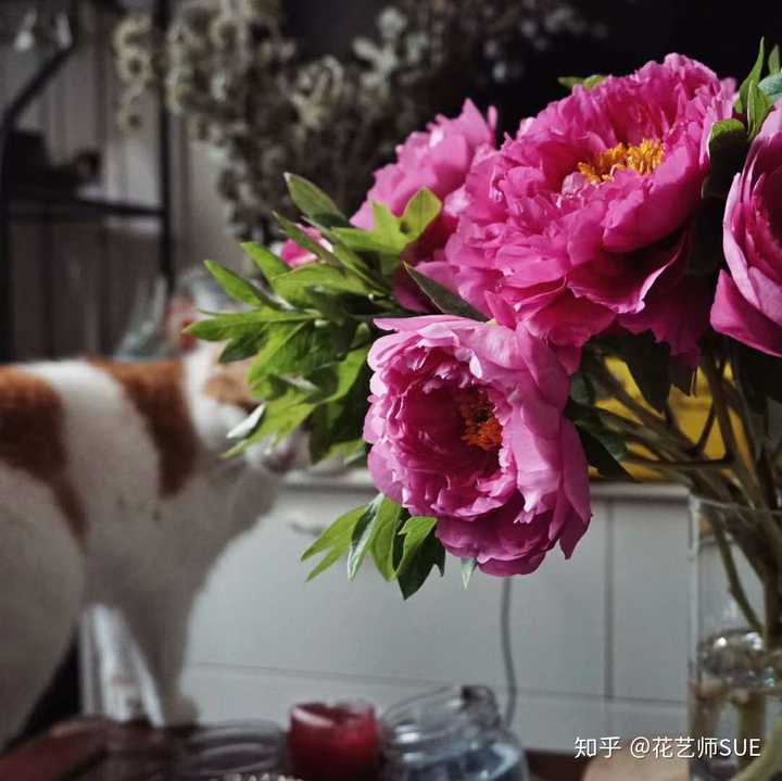 猫能闻百合花香吗 知乎