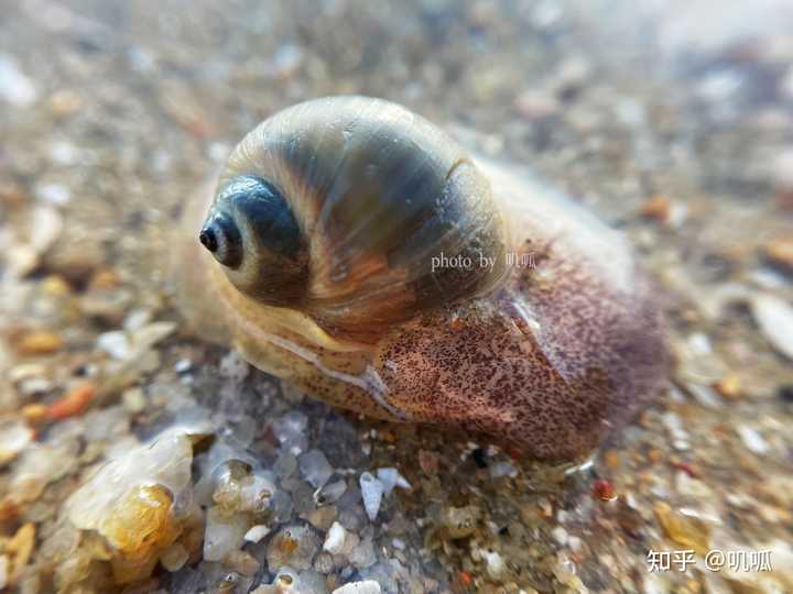 海边沙滩上透明的像果冻一样的是什么? - 知乎